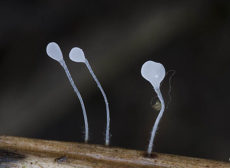 Typhula caricina